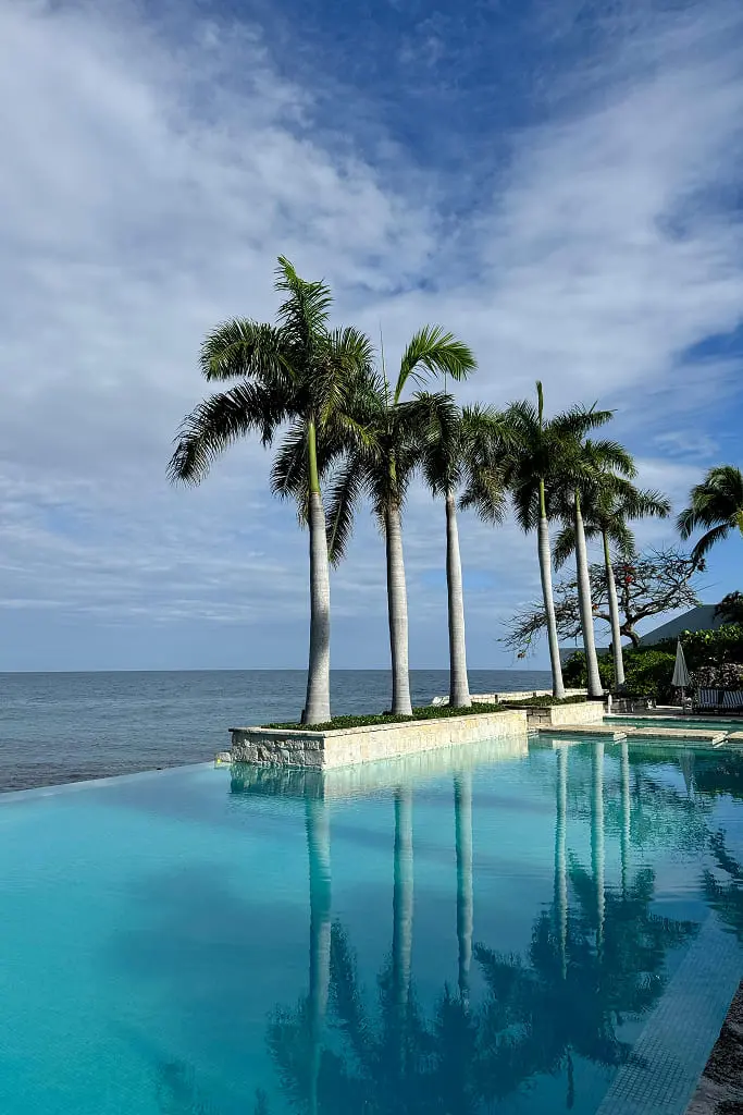 Large palm trees beside a resort swimming pool
